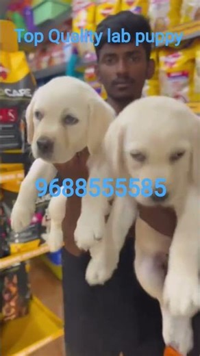 Top Quality Lab Puppy Available in Coimbatore #shortvideo #shorts #short #puppy #insta #shortsfeed