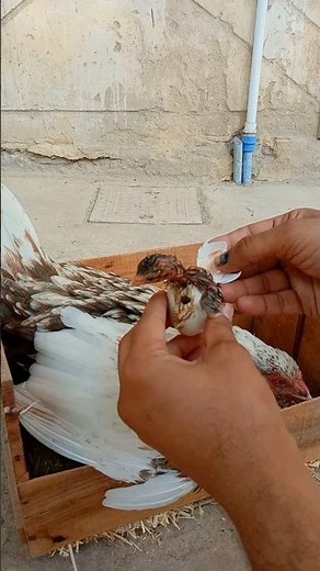 Helping Hatching Baby Chick | By Hand 🐣#chicken #shorts