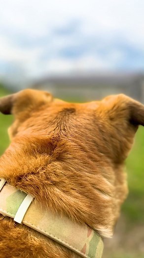 🏃‍♂️ Zooming through the day! 🐕 Playtime is my favorite time, and I'm always ready to go! Who’s joining me? 🎾 Adopt a dog or donate today, and let your home be filled with boundless love and joy! 🐾🏠❤️ #HomeSweetHome #AdoptADog #DonateToMakeADifference | Poop Bark Ranch Rescue