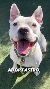 10K views · 1.4K reactions | Update: Adopted!! Trust us when we...