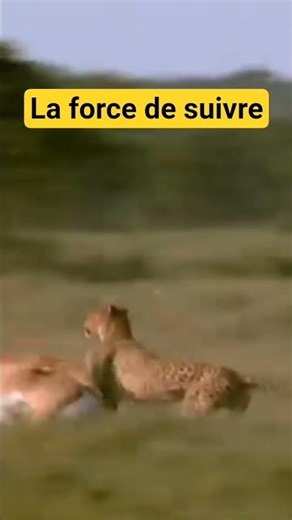 pas d'erreur dans la jungle gazelle vs guépard #predator #lion #animals #nature #animaux