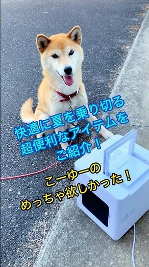 柴犬コロ おすすめ暑さ対策アイテムご紹介😁🐕 #柴犬コロ #COCOHIE #ここひえ #パーソナルクーラー #冷風扇 #卓上冷風扇 #暑さ対策 #ショップジャパン #shopjapan #pr