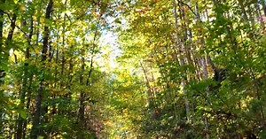 Climate change is muting fall colors, but it's just the latest way that humans have altered U.S. forests