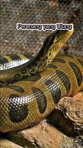 Unique facts about the anaconda, the largest snake in the world