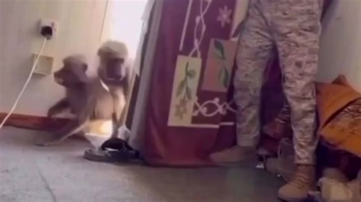 猴子进门偷东西结局，令人舒适