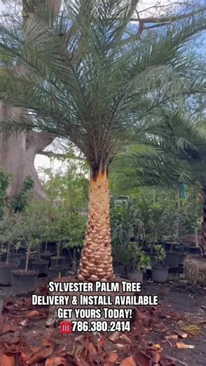 Get your tropical Palm Tree at 🏡kendall Nursery ☎️786.380.2414