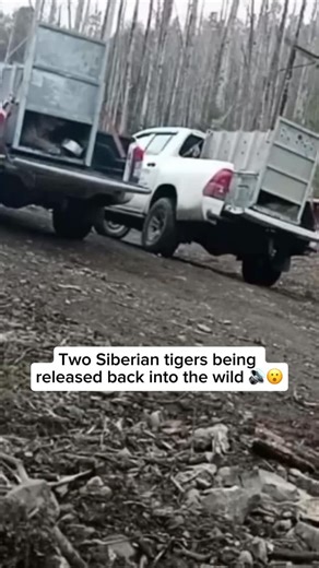 The Big Cat Rescuers on Instagram: "A brother and sister pair of Amur tigers were recently released back into the wild following rehabilitation, thanks to the efforts of the Amur Tiger Center Foundation. Also known as Siberian tigers, Amur tigers are the largest of all tiger subspecies and are native to the dense forests of eastern Russia and northeastern China. They are perfectly adapted to extreme winters, with thick fur and wide paws that help them move easily across deep snow. Once pushed to