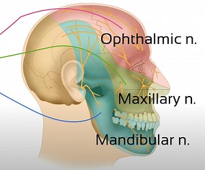 Cervicogenic Headache Explained | Referred Pain Neurophysiology