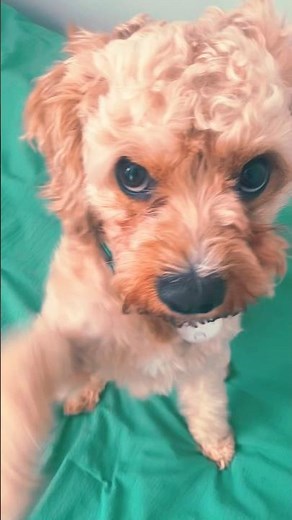 cute cavapoo puppy barking #cute #puppy #dog #foryou