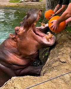 419K views · 2.7K reactions | Hungry hippos enjoy pumpkin treats! 鍊 | Animal Lovers | Facebook