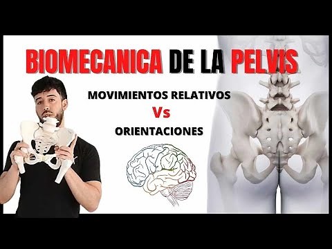 Movimientos de la Pelvis [Nutación y Contranutación] 🦴