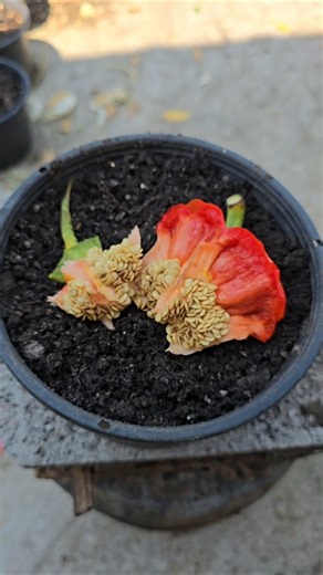 พริกหวานแดงที่ซื้อมาจากตลาดนำเมล็ดมาขยายพันธุ์ง่ายๆ #พริก #gardening