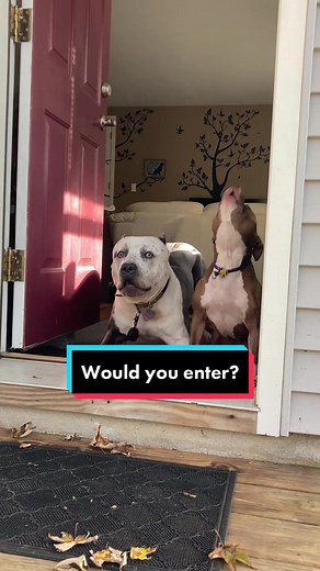 Guard Dogs vs. Intruders: A Protection Dog Owner's Reality