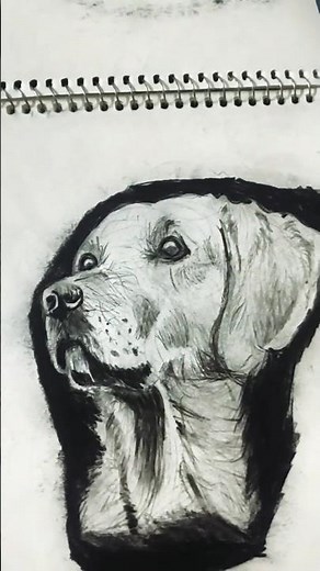 how to draw labrador retriever
