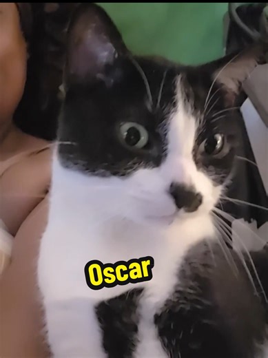 Oscar the Tuxedo Cat Purring Loudly