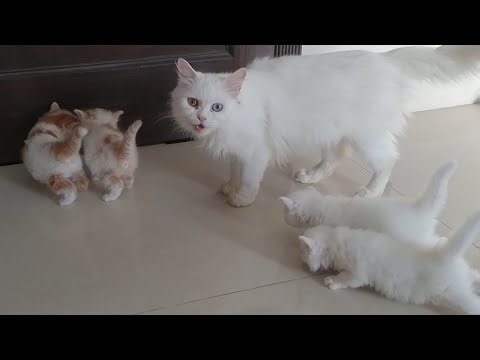 Scared Kitten Starts Crying 😢 Mom Cat Gets Angry & Calls And Push Everyone Inside!