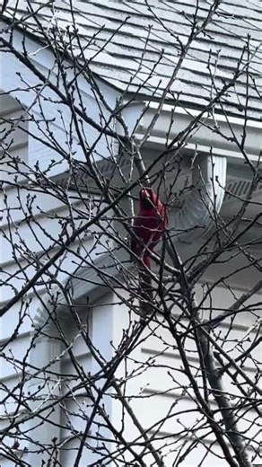 Northern Cardinal Contact Call (chip noise)