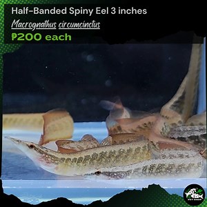 NEW ARRIVAL HALF BANDED SPINY EEL! Details are already provided in the photos or videos below, kindly browse them. 😉 Visit us at Ground Floor Circle C Mall, Congressional Avenue corner Jupiter Street, Barangay Bahay Toro, Project 8, Quezon City. Beside Mall Left Entrance, near Pancit Malabon. We also deliver thru Lalamove, Grab or Joyride 🛵 within Metro Manila and nearby provinces within coverage area. Store Hours: * Monday - Sunday * 10:00AM - 7:00PM Payments Accepted: * DEBIT / CREDIT Card *