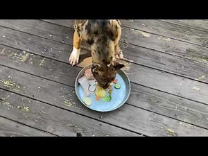 Lunch with Roxie 🐔 Hyena Pitbull Mix (NBF KENNEL) Chocolate Merle