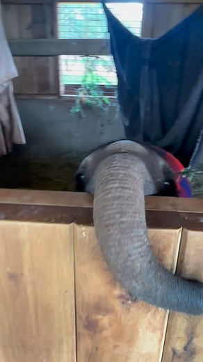 Three Novembers with Korbessa! Nothing captures the passage of time quite like watching an orphaned elephant grow up. While she is still very much a baby, Korbessa is morphing into an increasingly mature, measured young elephant. Back in 2023, she was a newly rescued neonate — jealous when ‘big brother’ Toto stole the spotlight, and not afraid to show it! Last year, she was becoming stronger and more independent, though just as sassy as ever. This year, Korbessa is morphing into a new role: big 