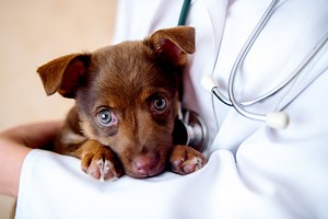 COVID-19: What animal shelters need to know about the new coronavirus »  Shelter Medicine Program » College of Veterinary Medicine » University of Florida