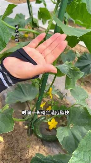 Why should the first cucumber be picked so early