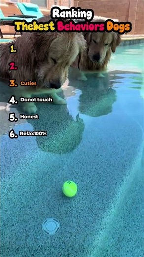 Dog Behaviors Ranked Top 6 Best Canine Traits😂😂