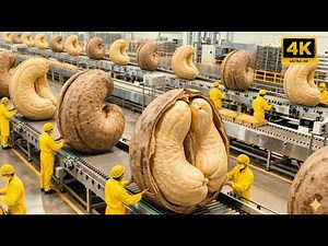 Inside a Cashew Nut Factory: How Cashews Are Processed from Raw to Packaged (Full Process)