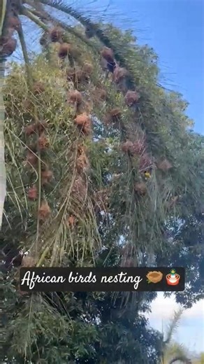 African Birds Nesting 🪹🌍🕊️ | Beautiful African Yellow Birds | Nature’s Golden Beauty 💛🕊️