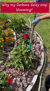 # why my gerbera daisy stop blooming#flowers make me happy | Lani Gabucayan Gardose Cornelio