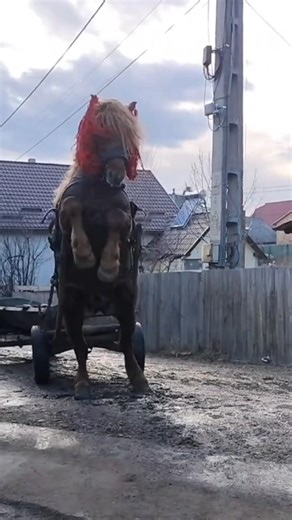 Horses more than just beautiful creatures #horse #horses #stallion