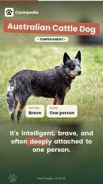 Australian Cattle Dog: The Outback Workaholic 🦘 | Breed Facts in 1 Minute