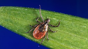 UMass Chan team making progress on shot to prevent Lyme disease