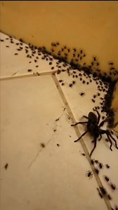 wolf spider ?? | Insect Insider