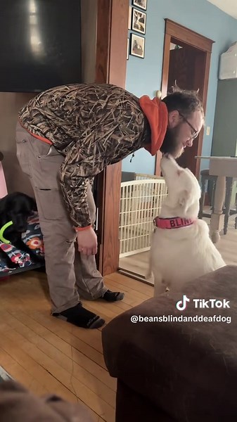 Tracking Steps: Beans the Blind and Deaf Dog's Journey
