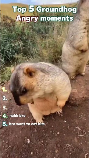 Top 5 Angry Groundhog Moments 😂 #shorts #funny #viral #animals #usa #groundhog #marmot #animalfails