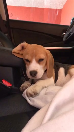 Beagle on Instagram: "Do you have the same voice in your head? 😆🤷🙈 . . Repost @iammollythebeagle • #tbt #throwback #puppy #beaglepuppy #beagle #beaglesofinstagram #beaglesmexicanos #grumpybeaglesunited #perrosgram #perrosfelices #ilovemydog #perrosdemexico #crazydog #funnydog #funnyvideos #funnydogvideos #instafun #happy #viralvideo #love"