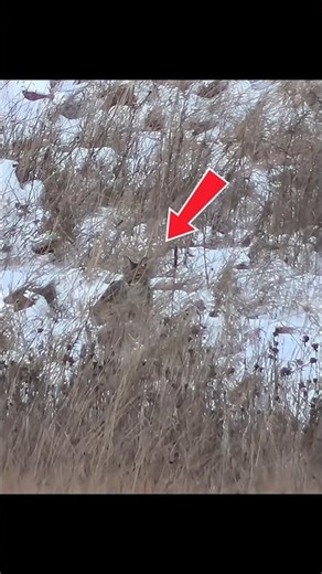 Foresty and fox hunting #chasse #blackwolf #hunting #wildlife #animalhunting #foxhunting #wolf