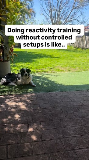 Doing reactivity training without controlled setups is like trying to learn to swim during a flood 🌊 You need structure, safety, and gradual exposure — not chaos. Controlled setups let your dog practice calmness instead of rehearsing reactions. Every successful calm exposure builds confidence and rewires how your dog feels about triggers. So instead of “just walking past dogs” or “hoping they’ll get used to it,” set up situations where your dog can actually succeed. That’s where progress happen