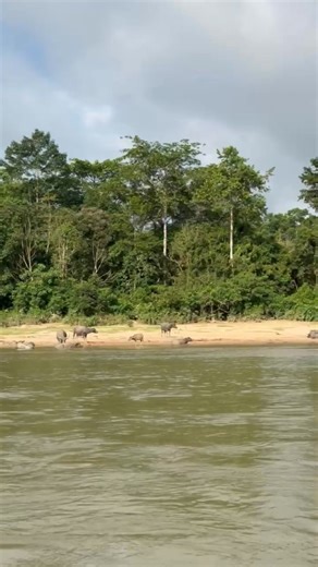 Trip Taman Negara Jeram Perahu minimum 3 orang 3 hari 2 malam RM365.00 seorang Pakej termasuk 2 malam penginapan depan sungai 2 kali makan malam 2 kali sarapan pagi 1 kali makan tengahari di tepi sungai Permit masuk Taman Negara Lesen camera Bot untuk aktiviti Night river safari Night jungle walk Santuari ikan River cruise ke jeram perahu Air terjun River tubing Mandi sungai sepuas puasnya Memancing ( Joran bawa sendiri ) Info trip boleh hubungi : Amiruz www.wassap.my/60132250722/Jeramperahu Abd
