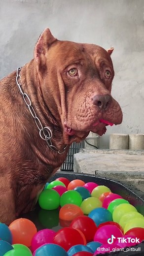 Large Dog Enjoying Balls in Tub - Fun Moments