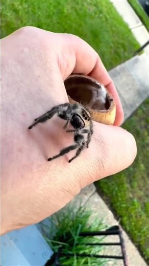 Beautiful Cute Wild animals transformation! 💀
