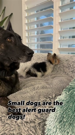 Two layers of security in place. Little k9 Dex handling perimeter patrol while K9 Dro stands by to deliver the real pain! 🐶 K9 Gunner Tactical — training dogs to handle the world around them. 📍 Boca Raton, FL 📞 908-454-5948 🌐 www.k9gunnertactical.com 📧 info@k9gunnertactical.com #k9gunnertactical #dogtraining #protectiondog | K9 Gunner Tactical