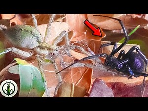 FUNNEL WEB SPIDER and BLACK WIDOW in ACTION - Epic ENCOUNTER!
