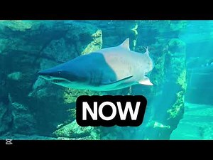 THE DAY The Ocean Hunted Back | Brutal Great White Shark Attack Documentary #documentary #shark #lol