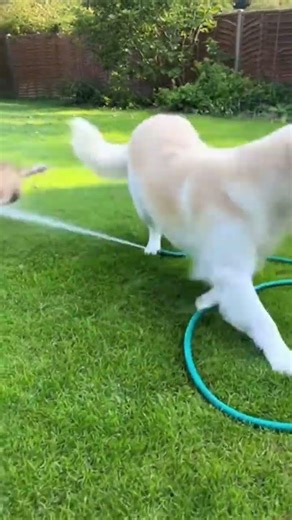 Cat annoys dog… instant karma 💦 #cat #funny #funnypets #instantkarma #animals #fyp