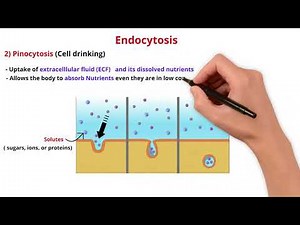 Cell 8: Bulk transport: endocytosis and exocytosis