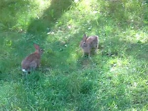 Cute (Wild) Bunnies Playing