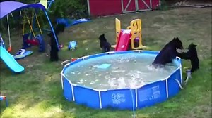 387K views · 6.8K reactions | They're so cute, one homeowner couldn't...