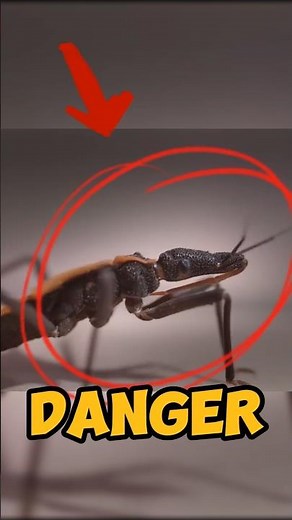 The Deadly Truth About the Kissing Bug 😳🪰💔